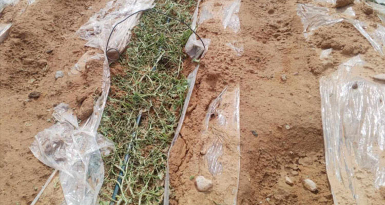 قفصة: ''التبروري'' يكبد فلاحة عمادة السودان خسائر مادية فادحة