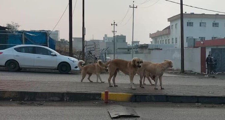 بلدية الكاف تنظم حملة لقنص الكلاب السائبة لمدة شهر كامل