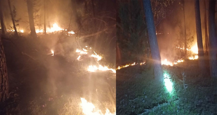 جندوبة: حريق يلتهم ثلاثة هكتارات من الصنوبر بغابة طريق البلح 