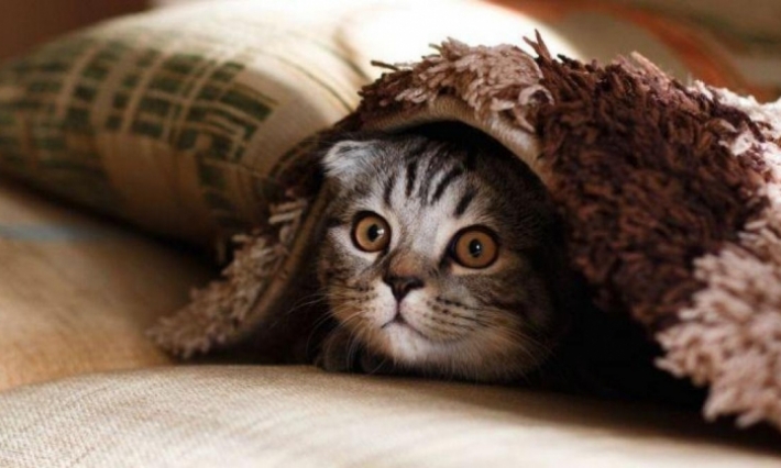 Journée mondiale du chat