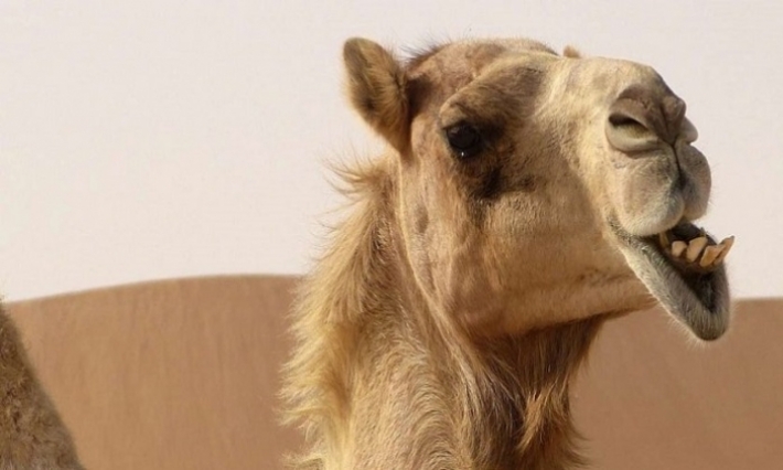 سقطت من على ظهر ناقة بالمغرب: أمريكية تقاضي وكالة أسفار عالمية