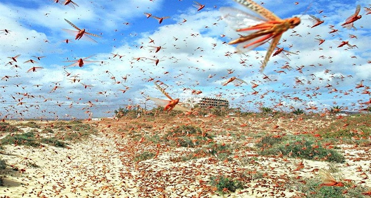 أسراب الجراد