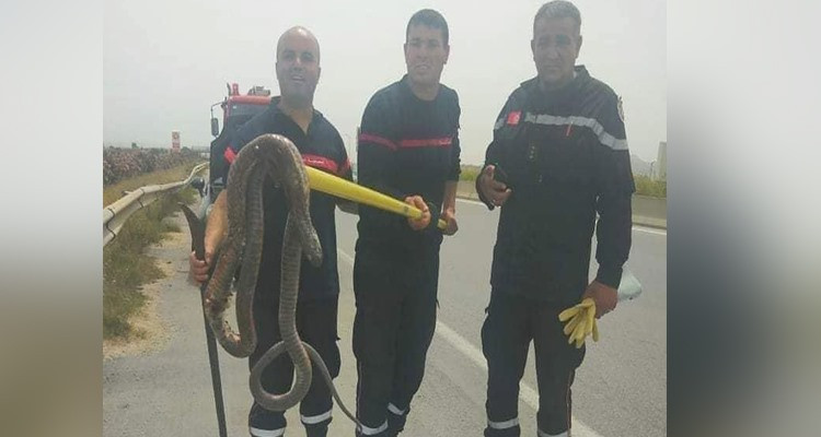 قرمبالية:  أفعى" كوبرا" تتسبب في عطب بمحرك سيارة قادمة من ولاية قابس
