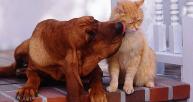 محجوب العوني: الكلاب والقطط تنقل عدوى فيروس “كورونا” في ما بينها لكن لا تنقلها مطلقا الى الانسان