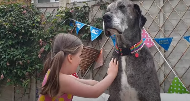 أطول كلب في العالم يدخل عالم الأرقام القياسية من جديد