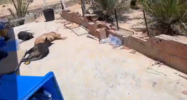 جربة : قتل أكثر من 20 كلبا والتنكيل بجثثهم في ملجأ مخصّص للكلاب السّائبة (فيديو+صور)