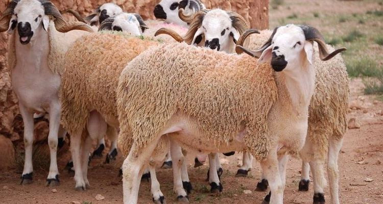 وزير الفلاحة : من المنتظر إنخفاض أسعار الأضاحي قبيل العيد