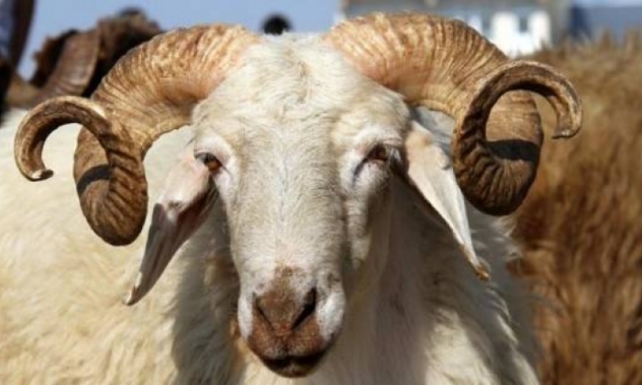 نصائح لضمان سلامة أضحية العيد