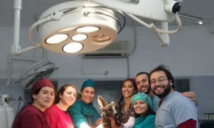 بطل عملية جلمة الاستباقية الكلب "فريتس" في حالة صحية جيدة