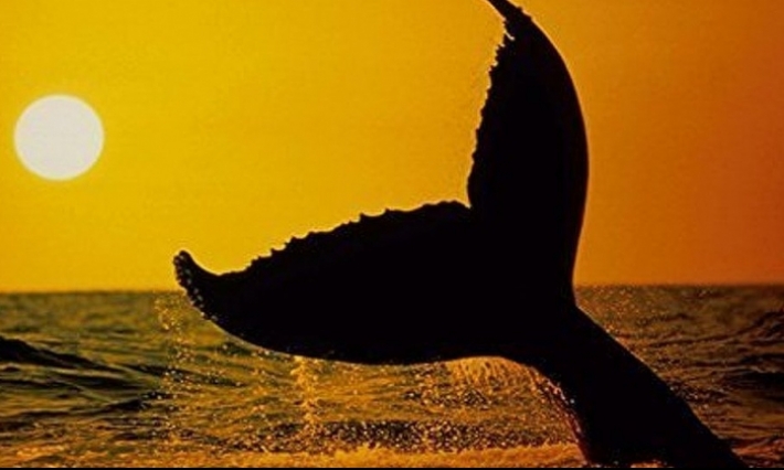 Journée internationale de la baleine