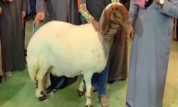 كويتي يرفض نصف مليار نظير بيع نعجته ''نعامة''