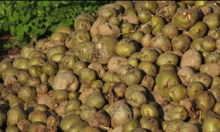 Des pommes de terre importées de la Turquie inconsommables
