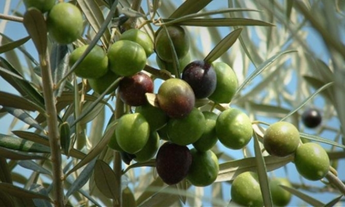 مصدرو الزيت متخوفون من بقاء صابة الزيتون على رأس أشجارها