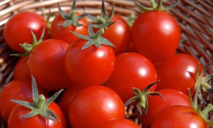 اتحاد الفلاحة يدعو الى عدم التسرع في زراعة الطماطم الفصلية المعدة للتحويل