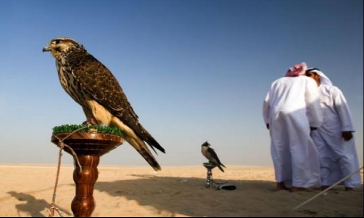 تطاوين: حجز 3 صقور يستعملها خليجيون في صيد الحبارة
