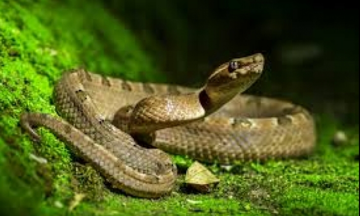 Journée mondiale des serpents