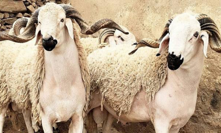 فلكيا: عيد الأضحى يوم الأحد 11 أوت