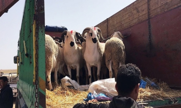 إغلاق أكثر من ألف محل جزارة  ولحم الخروف ب30 دينارا 