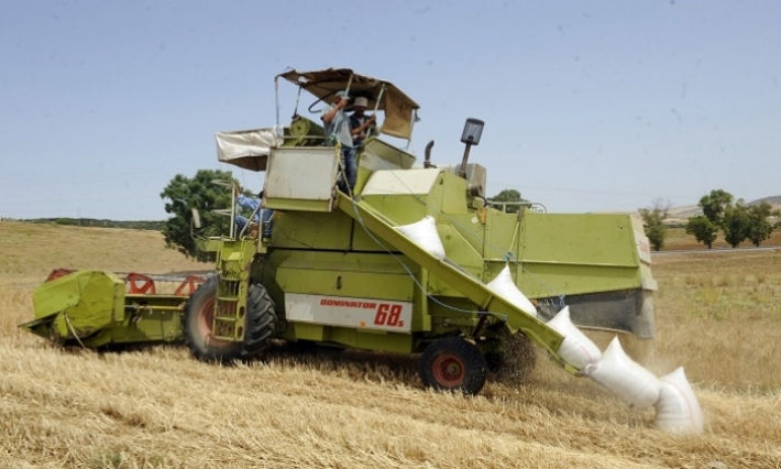 تونس: توقعات بصابة هزيلة من الحبوب هذا الموسم 