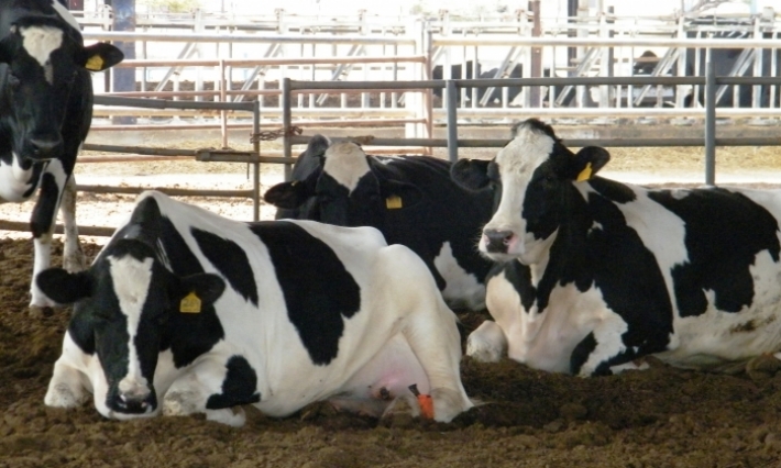 سيدي بوزيد: تسجيل 4 حالات اصابة بالحمى القلاعية في قطيع الابقار والأغنام