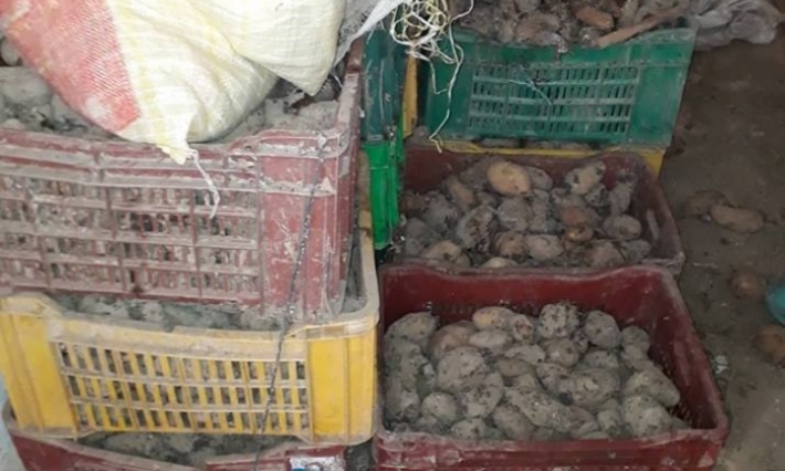 حجز 3 أطنان من البطاطا غير صالحة للاستهلاك في المنيهلة