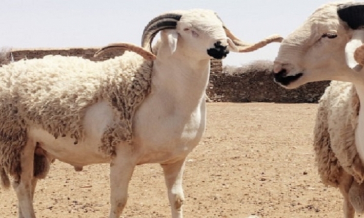 الاحتلال الاسباني يمنع سكان مدينة مليلة من استيراد أضاحي من المغرب 