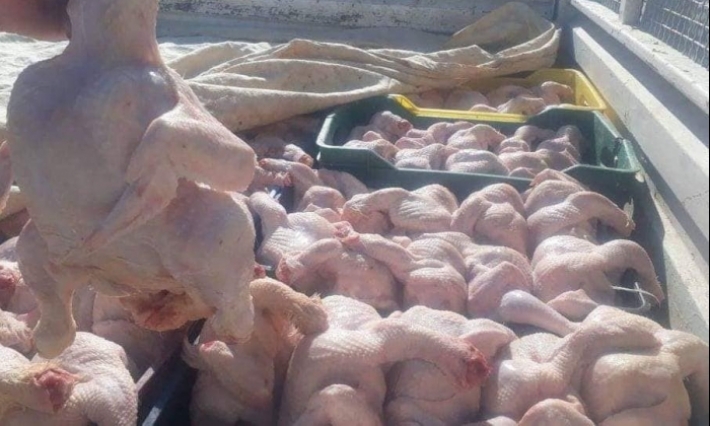 حجز نصف طن من لحوم الدجاج الفاسدة في مستودع عشوائي بحي حواص في العاصمة