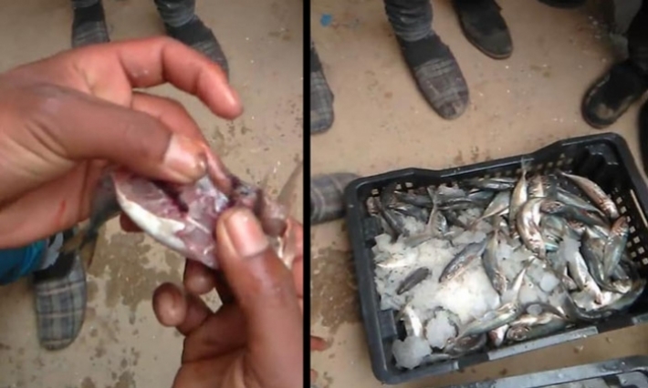 قبلي: حجز 400 كلغ من الأسماك غير صالحة للاستهلاك لدى أحد الباعة بمدينة الفوار