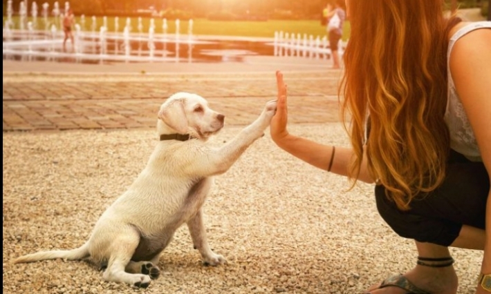 Aujourd'hui, célébrons les chiens!!! 
