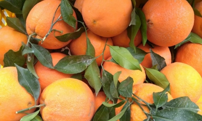 كاتب عام جامعة القوارص: موسم القوارص يمر بظروف صعبة ونحتاج الى اجراءات لتشجيع التحويل والتصدير