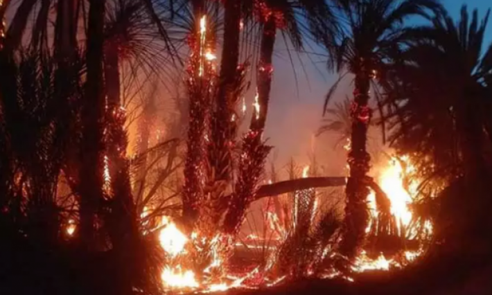 Une palmeraie ravagée par le feu à Tozeur