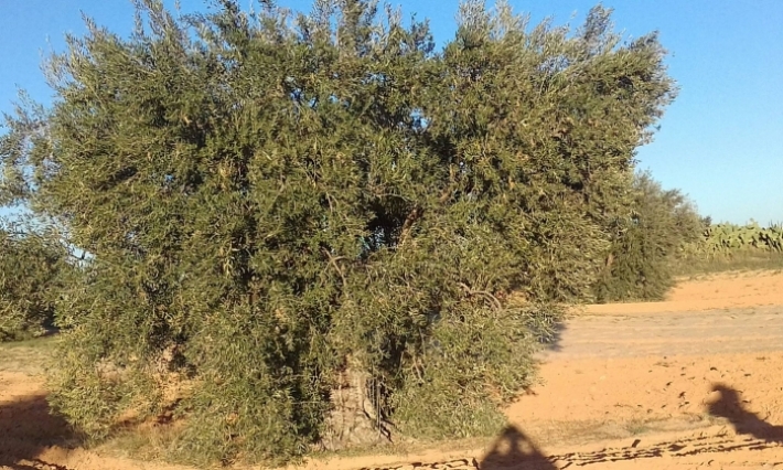 سيدي بوزيد: 200 ألف طن تقديرات صابة الزيتون للموسم الحالي