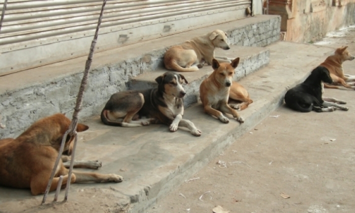 Une campagne de stérilisation pour les chiens errants 