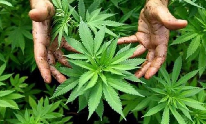 إيطاليا تشرع في إنتاج "الزطلة" وبيعها بشرط وحيد