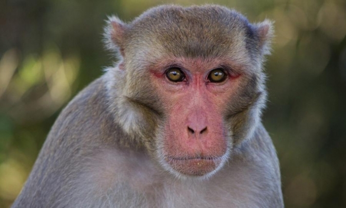 حمام الأنف: قرد هائج يتسبب في إصابة 3 أشخاص بجروح