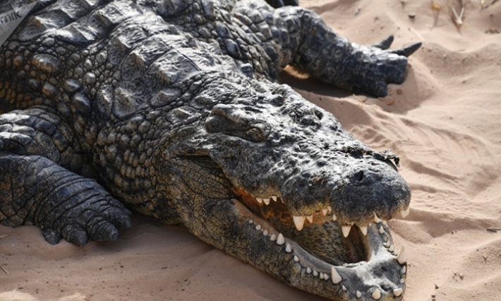 فيديو: مكافأة مالية لمن يخلص تمساحا من ورطته 