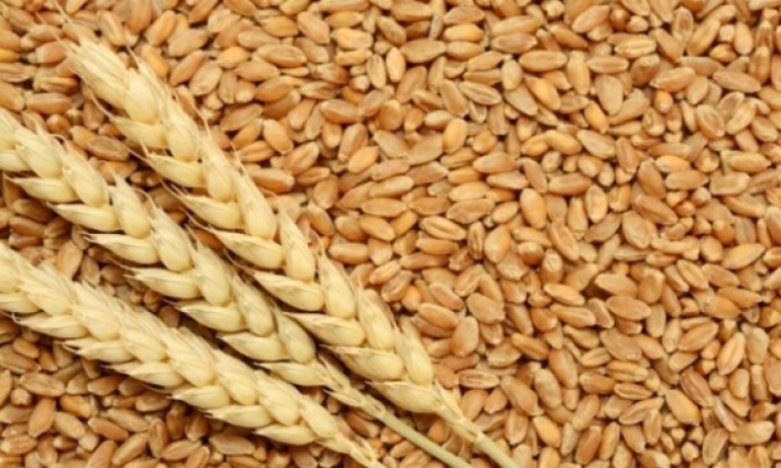 الحكومة ترفع سعر قبول قنطار القمح الصلب عند الانتاج والترفيع يشمل القمح اللين والشعير والتريتكال