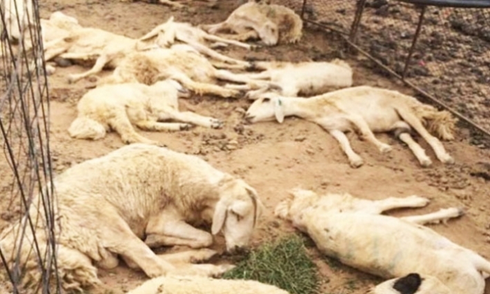 نابل: نفوق 15 رأس غنم بسبب سقوط صواعق رعدية في الهوّارية