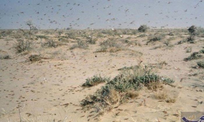 مليارات من الجراد تجتاح كينيا