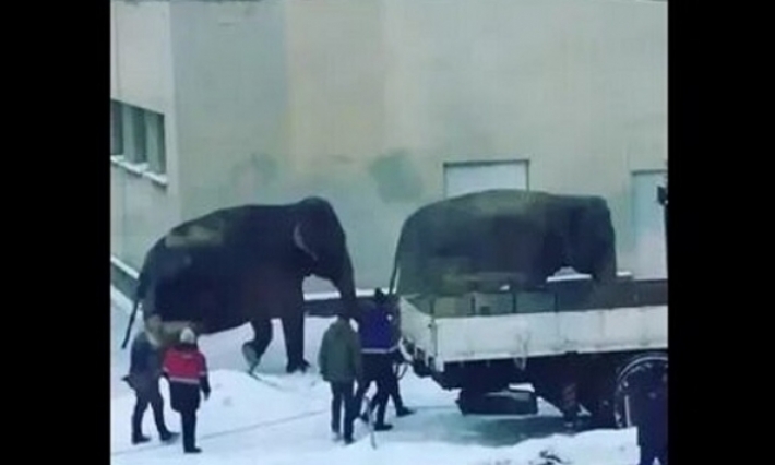 فيديو : فيلان يجوبان شوارع مدينة روسية 