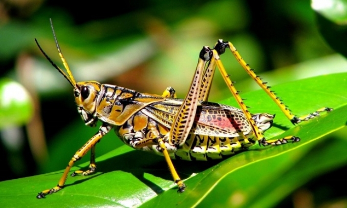 توافد كميات كبيرة من "الجراد" على مدينة بن قردان : مصدر من مندوبية الفلاحة يوضح