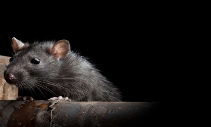 مشكلة عويصة تواجهها بريطانيا: الجرذان تجتاح البرلمان 