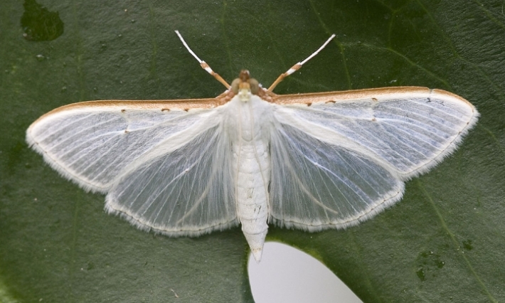 سيدي بوزيد: تحذير من انتشار حشرة فراشة الياسمين الخطيرة على غراسات الزيتون