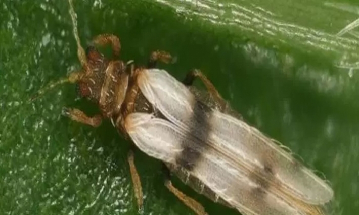 وزارة الفلاحة تقر بوجود مرضين فيروسيين على شتلات الفلفل