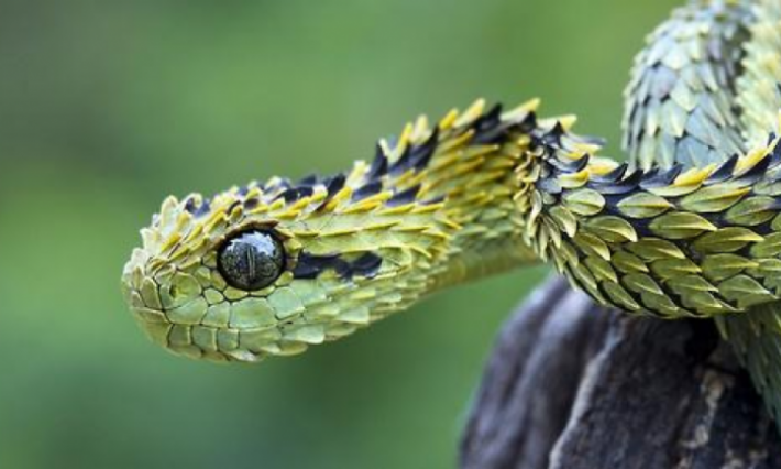 الأمن المصري يعتقل صينيين كانوا يشوون الثعابين استعدادا لأكلها 