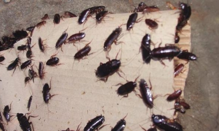 أريانة: الصراصير السوداء تكتسح منطقة رواد 