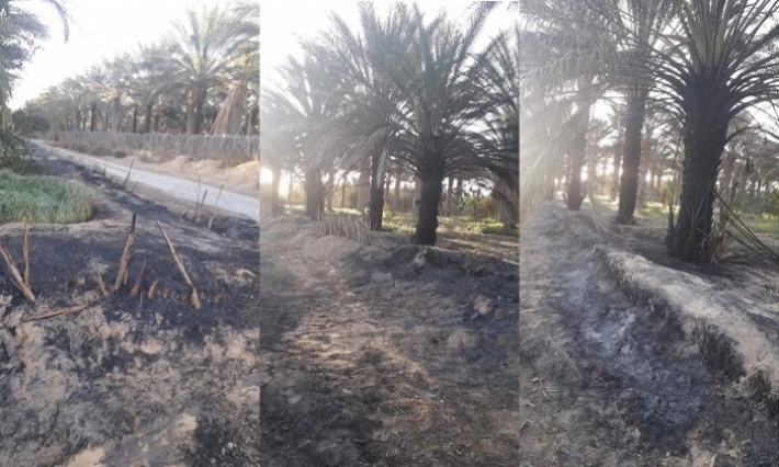 قبلي | النيران تلتهم قرابة الهكتار من الواحات 