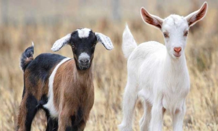 سيدي بوزيد: توزيع عدد من رؤوس الأغنام والماعز على عائلات ضحايا حادث السبالة