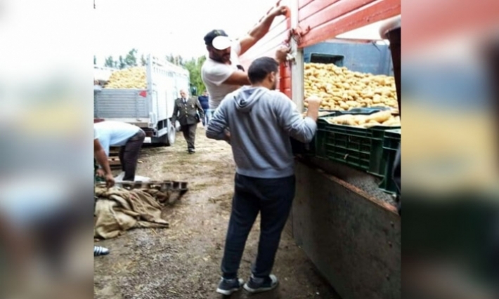 بنزرت: حجز 70 طنا من البطاطا وإعادة ضخها في المسالك القانونية