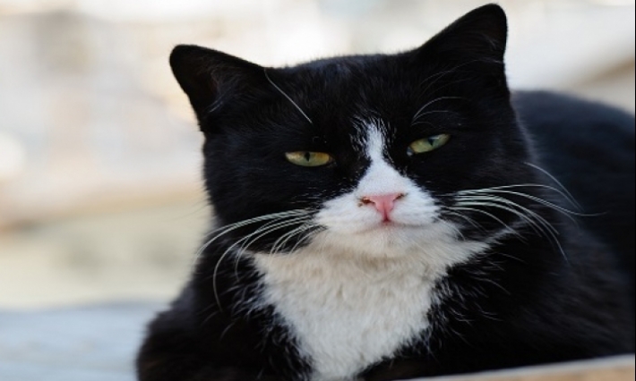 فيروس كورونا يصيب قطا يعيش مع أسرة بلجيكية 